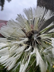 Taraxacum officinale