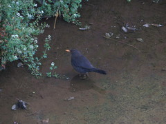 Turdus merula cabrerae