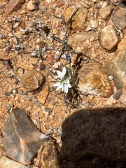 Calycadenia villosa