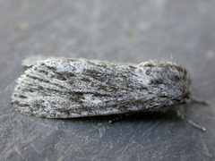 Acronicta longa