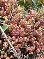 Sedum rubens