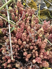 Sedum rubens