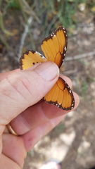 Danaus chrysippus dorippus