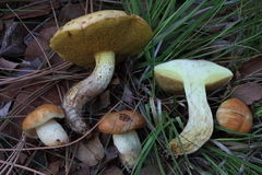 Suillus kaibabensis