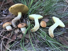 Suillus kaibabensis