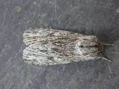 Acronicta longa