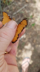 Danaus chrysippus dorippus