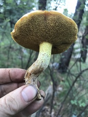 Suillus kaibabensis