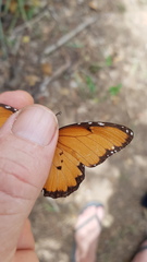 Danaus chrysippus dorippus