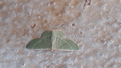 Microloxia indecretata