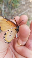 Danaus chrysippus dorippus