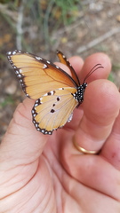Danaus chrysippus dorippus