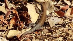 Aspidoscelis lineattissimus