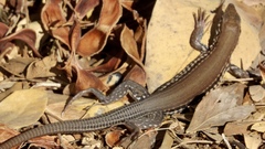 Aspidoscelis lineattissimus