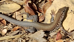 Aspidoscelis lineattissimus