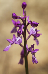 Orchis olbiensis
