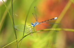 Lestes forcipatus
