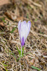 Crocus biflorus