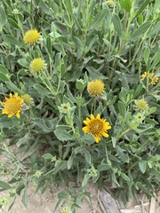 Borrichia frutescens