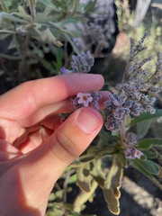 Eriodictyon crassifolium