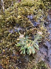 Sedum leibergii