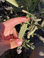 Eriodictyon crassifolium