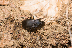Abax parallelepipedus