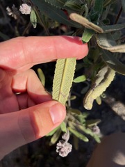 Eriodictyon crassifolium