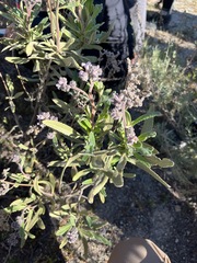 Eriodictyon crassifolium