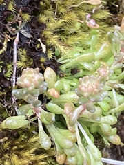 Sedum leibergii