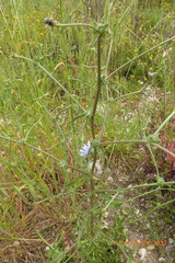 Cichorium endivia
