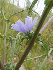 Cichorium endivia