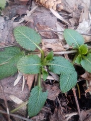 Dipsacus strigosus