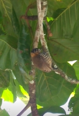 Picumnus temminckii