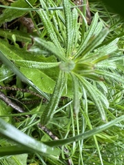 Galium aparine