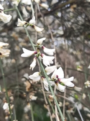 Retama monosperma