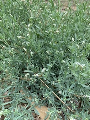 Heliotropium curassavicum