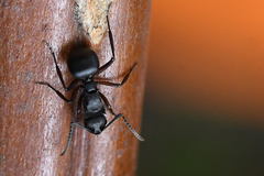 Polyrhachis spinicola