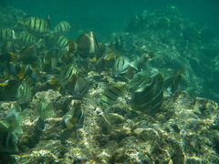 Acanthurus guttatus
