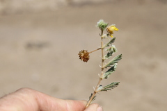 Tribulus excrucians