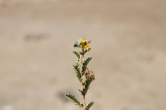 Tribulus excrucians