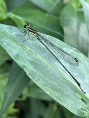 Pseudagrion melanicterum
