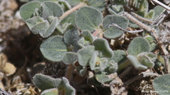 Euphorbia vallis-mortae