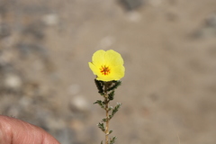 Tribulus excrucians