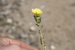 Tribulus excrucians
