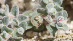 Euphorbia vallis-mortae