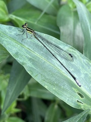 Pseudagrion melanicterum