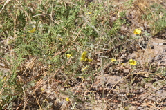 Tribulus excrucians