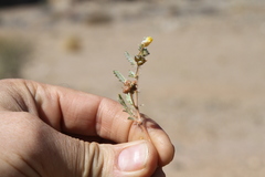 Tribulus excrucians