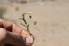 Tribulus excrucians
